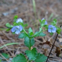 Veronica calycina (Hairy Speedwell) at Isaacs, ACT - 26 Oct 2017 by Mike