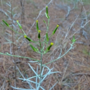 Senecio quadridentatus at Isaacs, ACT - 26 Oct 2017 04:19 PM