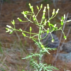 Senecio bathurstianus (Rough Fireweed) at Isaacs, ACT - 26 Oct 2017 by Mike