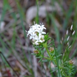 Asperula conferta at Isaacs, ACT - 26 Oct 2017 04:30 PM