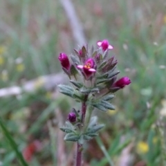 Parentucellia latifolia (Red Bartsia) at Isaacs, ACT - 26 Oct 2017 by Mike