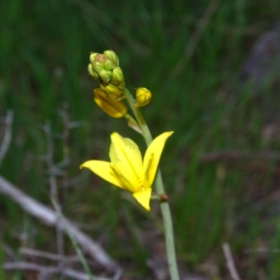 Bulbine bulbosa (Golden Lily) at Isaacs Ridge and Nearby - 3 Nov 2017 by Mike