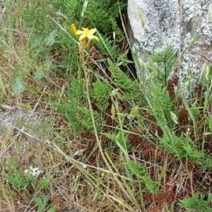 Bulbine bulbosa at Isaacs, ACT - 3 Nov 2017