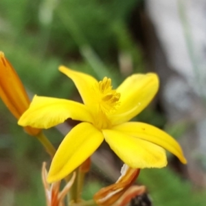 Bulbine bulbosa at Isaacs, ACT - 3 Nov 2017