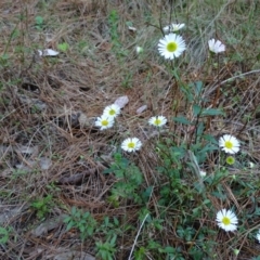 Erigeron karvinskianus (Seaside Daisy) at Isaacs, ACT - 26 Oct 2017 by Mike