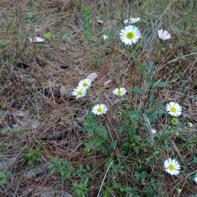 Erigeron karvinskianus (Seaside Daisy) at Isaacs, ACT - 26 Oct 2017 by Mike