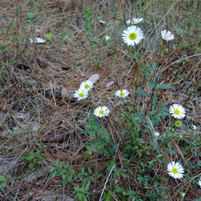 Erigeron karvinskianus (Seaside Daisy) at Isaacs Ridge and Nearby - 26 Oct 2017 by Mike