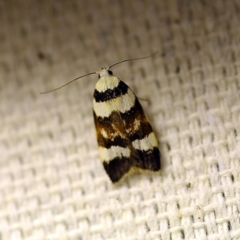 Catacometes phanozona (A Concealer moth) at O'Connor, ACT - 18 Oct 2017 by ibaird