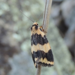 Termessa shepherdi (Shepherd's Footman) at Tennent, ACT - 10 Oct 2017 by member211