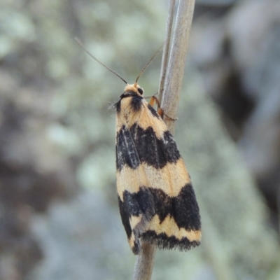 Termessa shepherdi (Shepherd's Footman) at Gigerline Nature Reserve - 10 Oct 2017 by member211