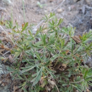 Geranium sp. at Tennent, ACT - 10 Oct 2017