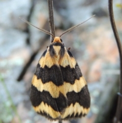 Termessa shepherdi (Shepherd's Footman) at Gigerline Nature Reserve - 10 Oct 2017 by michaelb