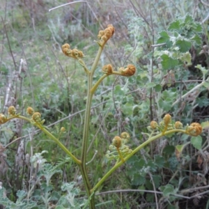 Pteridium esculentum at Tennent, ACT - 10 Oct 2017 06:15 PM