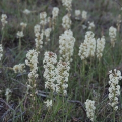 Stackhousia monogyna (Creamy Candles) at Gigerline Nature Reserve - 10 Oct 2017 by michaelb