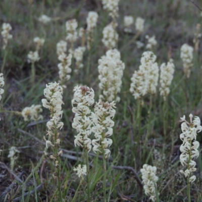 Stackhousia monogyna (Creamy Candles) at Tennent, ACT - 10 Oct 2017 by MichaelBedingfield