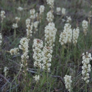 Stackhousia monogyna at Tennent, ACT - 10 Oct 2017