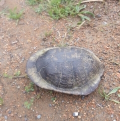 Chelodina longicollis (Eastern Long-necked Turtle) at QPRC LGA - 26 Oct 2017 by Varanus