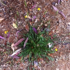 Hypochaeris radicata (Cat's Ear, Flatweed) at Hughes, ACT - 26 Oct 2017 by ruthkerruish