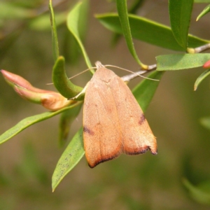 Tortricopsis uncinella at Kambah, ACT - 27 Oct 2017