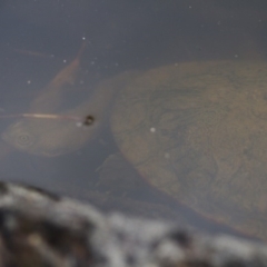 Chelodina longicollis (Eastern Long-necked Turtle) at Illilanga & Baroona - 26 Oct 2017 by Illilanga