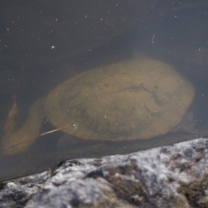 Chelodina longicollis at Illilanga & Baroona - 26 Oct 2017 01:50 PM