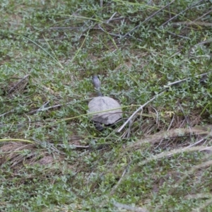 Chelodina longicollis at Illilanga & Baroona - 26 Oct 2017