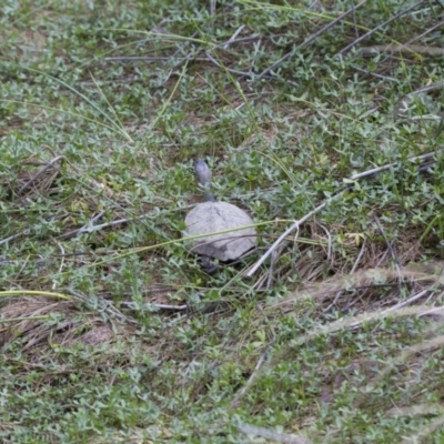 Chelodina longicollis (Eastern Long-necked Turtle) at Illilanga & Baroona - 26 Oct 2017 by Illilanga