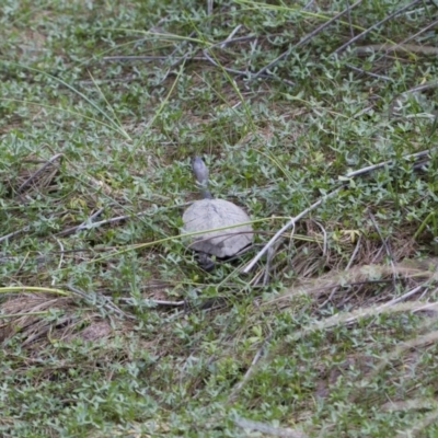 Chelodina longicollis (Eastern Long-necked Turtle) at Michelago, NSW - 26 Oct 2017 by Illilanga