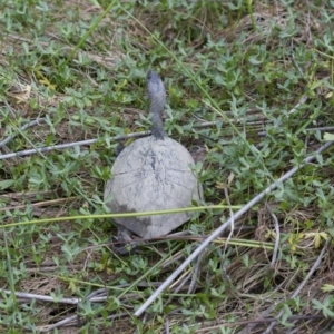 Chelodina longicollis at Illilanga & Baroona - 26 Oct 2017 02:06 PM