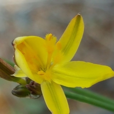 Tricoryne elatior (Yellow Rush Lily) at Jerrabomberra, ACT - 27 Oct 2017 by Mike