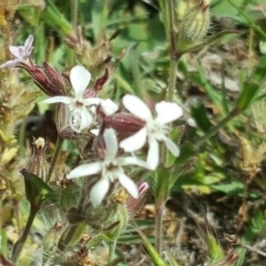 Silene gallica var. gallica (French Catchfly) at Jerrabomberra, ACT - 27 Oct 2017 by Mike