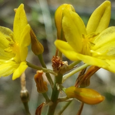 Bulbine bulbosa (Golden Lily) at Isaacs Ridge and Nearby - 27 Oct 2017 by Mike