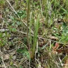 Bulbine bulbosa at Jerrabomberra, ACT - 27 Oct 2017 02:53 PM