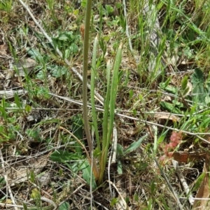 Bulbine bulbosa at Jerrabomberra, ACT - 27 Oct 2017