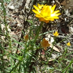 Xerochrysum viscosum at Jerrabomberra, ACT - 27 Oct 2017 02:56 PM