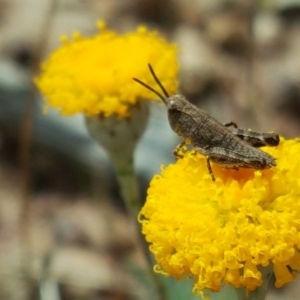 Phaulacridium vittatum at Isaacs Ridge - 27 Oct 2017