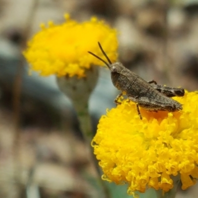 Phaulacridium vittatum (Wingless Grasshopper) at Isaacs Ridge and Nearby - 27 Oct 2017 by Mike