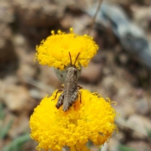 Phaulacridium vittatum at Isaacs Ridge - 27 Oct 2017