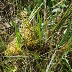 Lomandra multiflora (Many-flowered Matrush) at Jerrabomberra, ACT - 27 Oct 2017 by Mike