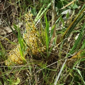 Lomandra multiflora at Isaacs Ridge - 27 Oct 2017 03:03 PM