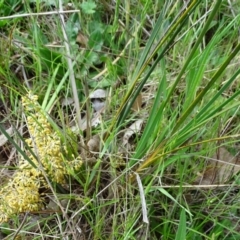 Lomandra multiflora at Isaacs Ridge - 27 Oct 2017 03:03 PM