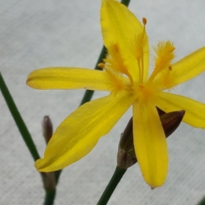 Tricoryne elatior (Yellow Rush Lily) at Jerrabomberra, ACT - 27 Oct 2017 by Mike