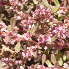 Polygonum plebeium (Small Knotweed) at Jerrabomberra, ACT - 27 Oct 2017 by Mike