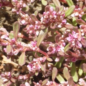 Polygonum plebeium at Isaacs Ridge - 27 Oct 2017