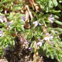 Lythrum hyssopifolia (Small Loosestrife) at ISA100: Long Gully Rd/Mugga Lane - 27 Oct 2017 by Mike