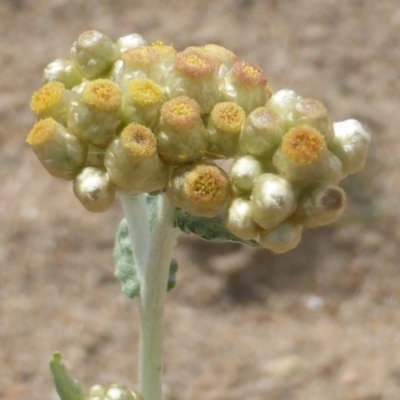 Pseudognaphalium luteoalbum (Jersey Cudweed) at Jerrabomberra, ACT - 27 Oct 2017 by Mike