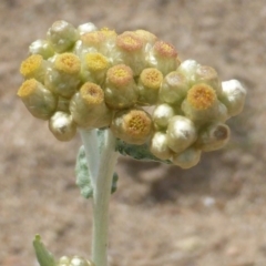 Pseudognaphalium luteoalbum (Jersey Cudweed) at Isaacs Ridge and Nearby - 27 Oct 2017 by Mike