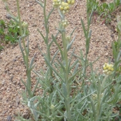 Pseudognaphalium luteoalbum at Isaacs Ridge - 27 Oct 2017 02:24 PM