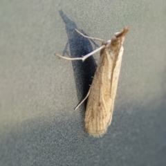 Faveria tritalis (Couchgrass Webworm) at Isaacs Ridge - 27 Oct 2017 by Mike