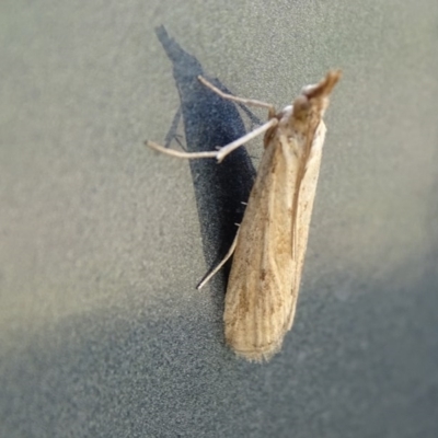 Faveria tritalis (Couchgrass Webworm) at Jerrabomberra, ACT - 27 Oct 2017 by Mike